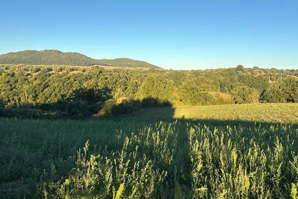 La forra boscosa del Timone vista dal prato dell'azienda, con le colline dietro