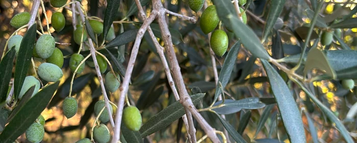 Rami di olivo carichi di drupe verdi, in primo piano nella luce bassa del pomeriggio
